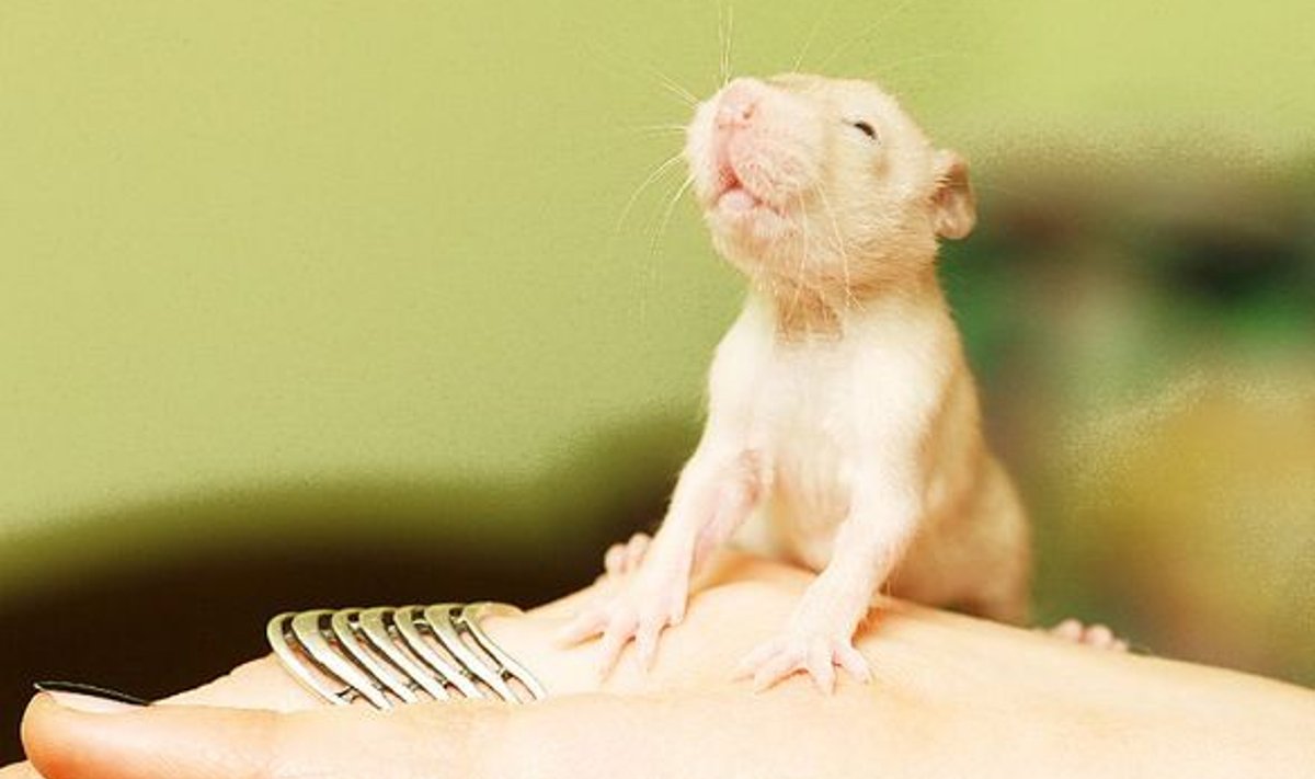 NUUSUTAB ELU: 
Kahenädalane rotipoeg Eva teisest 
rotipesakonnast. Veel nimetu tegelane.