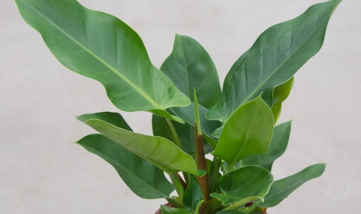 Filodendron „Imperial Green”
