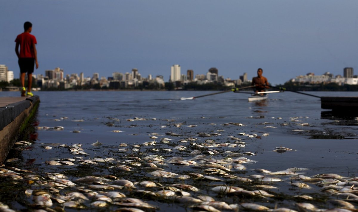 Dead fish are pictured next to a rowing athlete as he attends a training session at the Rodrigo de Freitas lagoon, in Rio de Janeiro