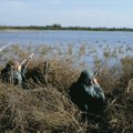 Kevadise linnujahi keelamine Kasahstanis on pesitsevate veelindude arvukust suurendanud