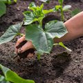 Для запаха и хруста – как правильно сажать, удобрять и выращивать огурцы