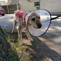 FOTOD JA VIDEO | Autolt löögi saanud ja vakladest puretud koer jäeti hoovi surema