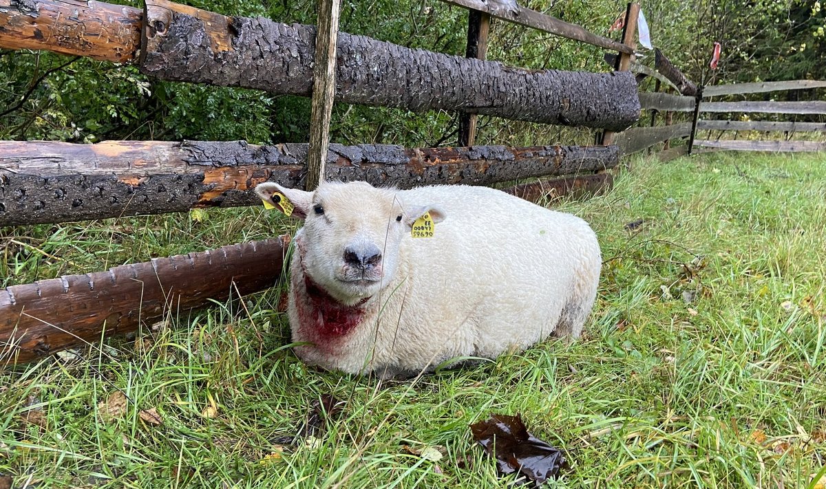 Hundirünnakus vigastatud ja šokis lammastel on enamasti rohkem vigastusi kui puretud kael.