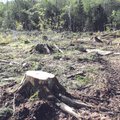 Арендаторы на Пальяссааре вырубили деревья незаконно, штраф — 500 евро