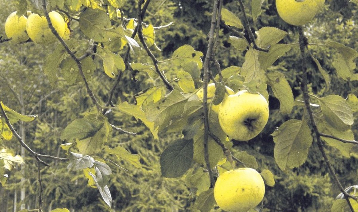 Metsas kasvav aed-õunapuu Pärnumaal. Foto: Leili Mihkelson
