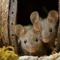 Südamlikud FOTOD | Fotograaf avastas aiast hiirepere, kinni püüdmise asemel ehitas ta neile imearmsa küla