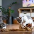 Närvid puhkavad ja kodu on lõbusat müramist täis: miks pakkuda kassidele ajutist hoiukodu?