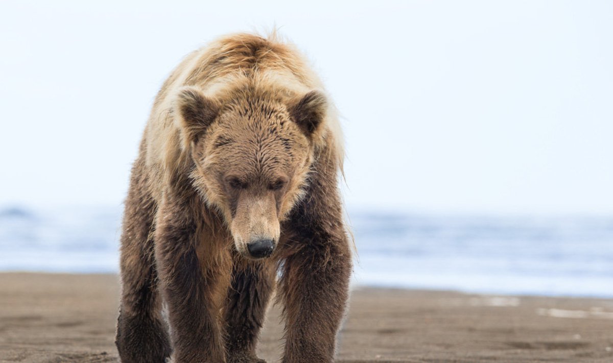 Peeter Karask on karuga silmitsi seisnud ka varem Alaskal loodusretkel.