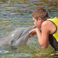 Helesinine unistus: päevavalgele tulnud tõde paljastas delfiinidega ujumise kulissidetaguse