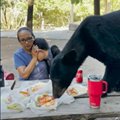 VIDEO | Julge ema kaitseb poega karu eest, kes oli hüpanud piknikulauale takosid ahmima