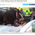FOTOD: Hobune jätab haiglavoodi ääres oma sureva perenaisega hüvasti