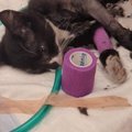 ФОТО: В Ласнамяэ сильно пострадал гревшийся под капотом бездомный котенок