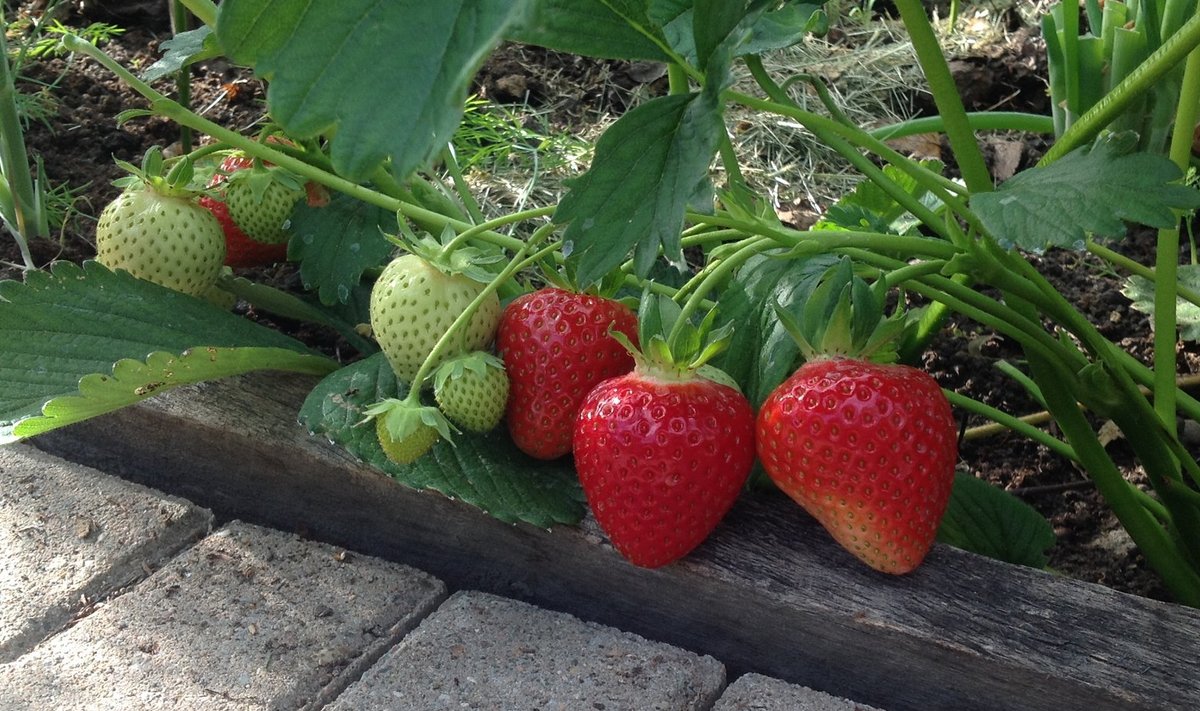 Esimesed Rumba maasikad sain tänavu kasvuhoonest mai lõpus.