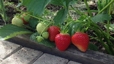 Oma aiast eriti varajaste maasikate saamiseks tegutse juba praegu!