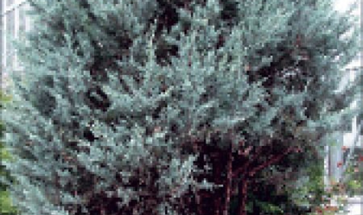 Kaljukadakas (Juniperus scopulorum) ‘Moonglow’ Tartu Ülikooli Botaanikaaias. 