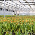 Vaatamata külmale veebruarile, kasvuhoonetes sirgunud miljonite tulpide hind naistepäeval tõusta ei tohiks
