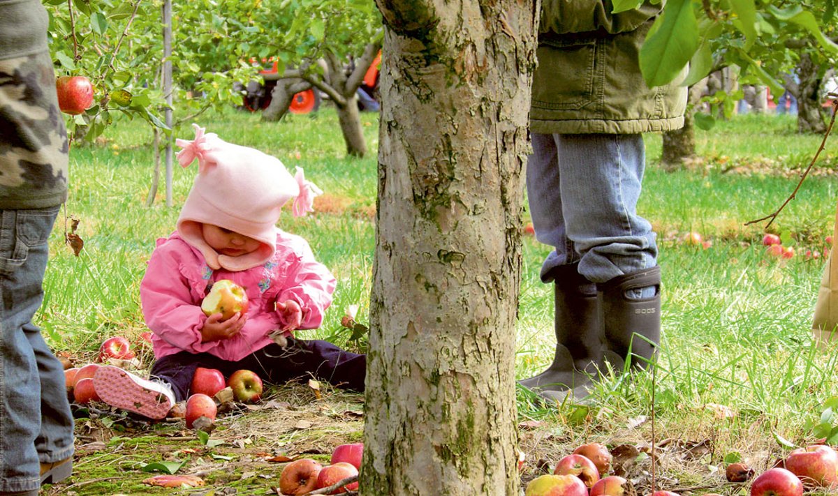 Õunamähkuririkkail aastail ei jäta kahjurid meile kuigi palju õunu. 