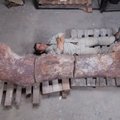 Argentinast leitud hiigelsaurus võis kaaluda isegi 80 tonni