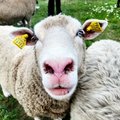 Lõbusad lambad asusid Hiiumaal terapeutidena tööle