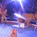 Jahedaksvõttev VIDEO: Vihased tsirkuselõvid tõstavad dresseerijate vastu mässu