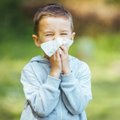 Lasteallergoloog: ekslikult arvatakse, et lastel õietolmuallergiat ei esine. Kuidas teha vahet, kas lapsel on lihtsalt nohu või allergia?