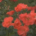 KODUSAADE: Müstilised Inglise roosid Põltsamaa Roosiaias