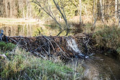 Jõe peale on ehitanud koprad mitu tammi, mis muudavad jõe kontuure, seega teevad Eesti ja Venemaa piiriametnikud regulaarselt koostööd, et piiri valvamist segavaid kopratammesid eemaldada.