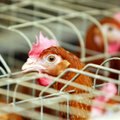Uude linnugrippi haigestunud inimesed ei nakata loomi ega linde
