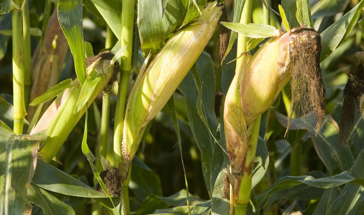 Suure osa GM söödast moodustab mais.