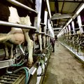 Piimatoodang suurenes kolmandat aastat järjest