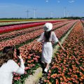 “Лучше наслаждайтесь цветами”: ради красивой фотографии туристы вытаптывают знаменитые поля тюльпанов в Голландии