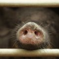 Свиная чума: в Латвии объявлено чрезвычайное положение