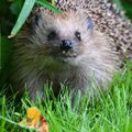 ФОТОГАЛЕРЕЯ | Опасно ли снимать диких животных и где в Эстонии можно сделать эффектные снимки? 