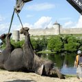 G4S: спасатели запретили купать слона на общественном пляже