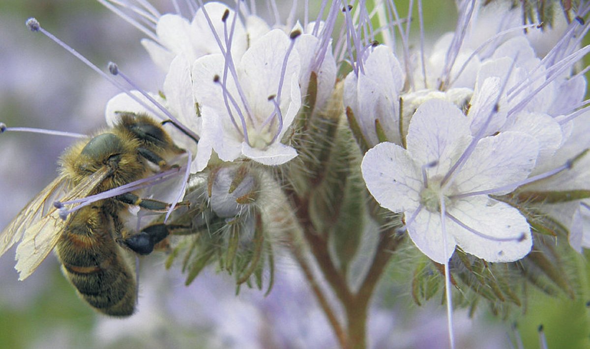 Mesilane toob magusa rõõmu kõrval ka hulga muret: mürk ta võtab, kuid kindlustus kahju ei kata.
