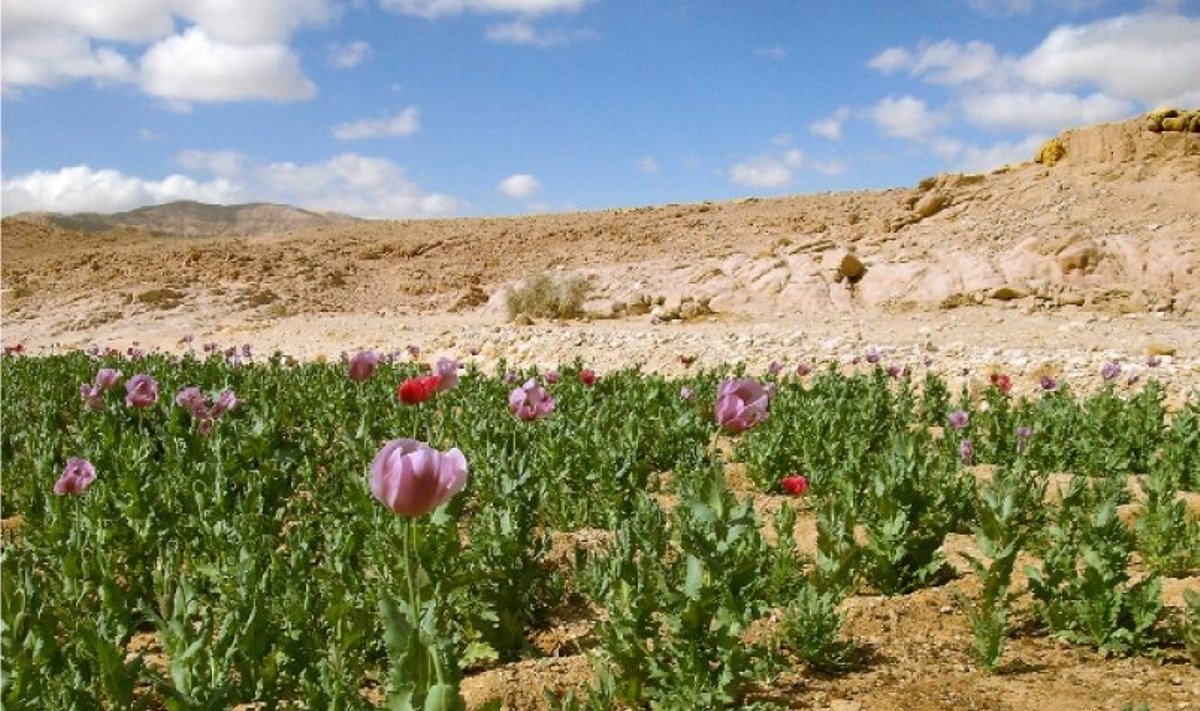 ELUKAOTUSE ÄHVARDUS: Oopiumimaguna ja kanepi kasvatamine võib Egiptuses teoreetiliselt tuua kaasa surmanuhtluse, kuid kohalikele ametnikele antud altkäemaksud hoiavad suuremad pahandused ära. Foto: Ann Virku