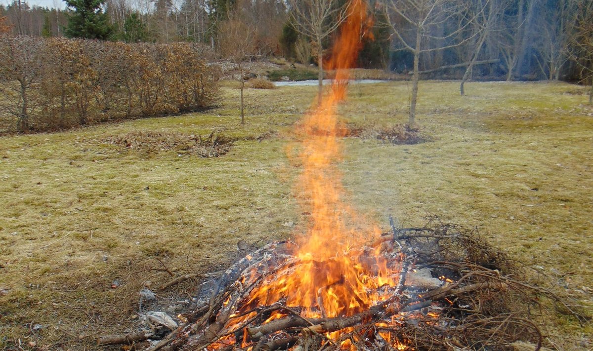 Eelmisel aastal lõigatud oksad on piisavalt kuivad, et lõbusa leegiga põleda.
