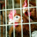 Свободу пернатым! Комиссия по сельской жизни обсудила вопрос о прекращении содержания кур в клетках