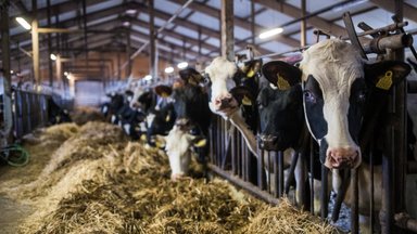 Euroopa number üks: Eesti lehmad lüpsid 20 aasta rekordi