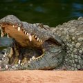 На популярном курорте турист чудом вытащил друга из пасти крокодила