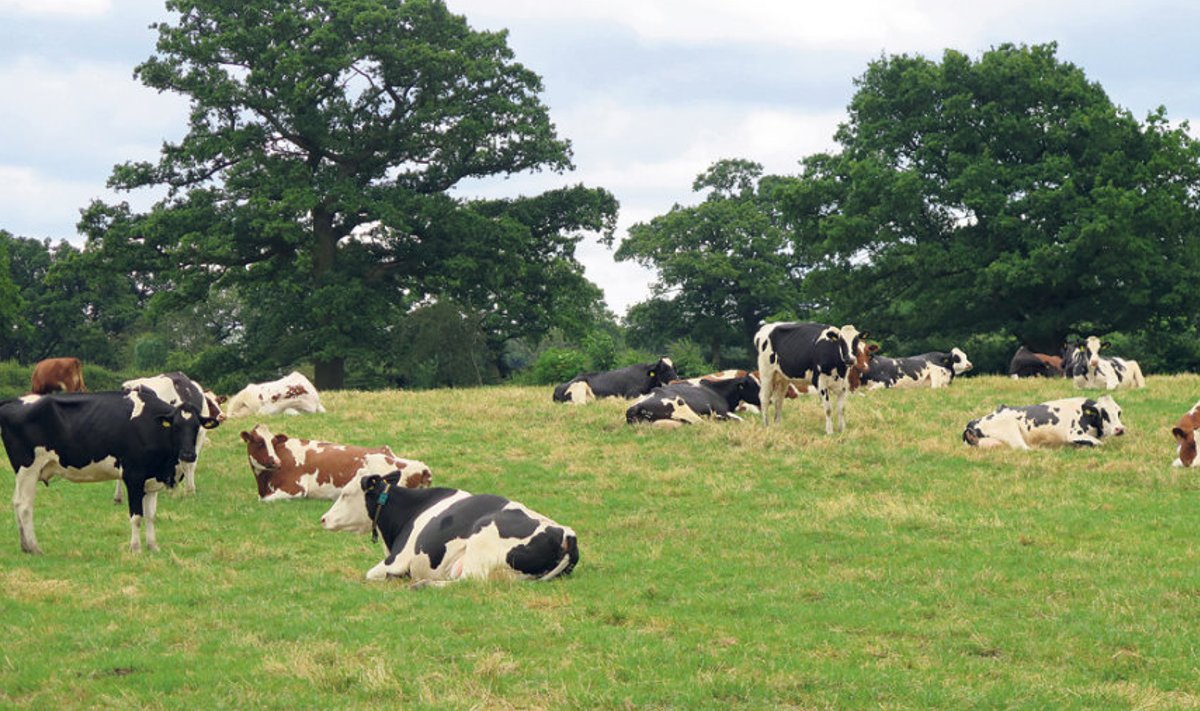 Inglismaa ostjate jaoks on oluline, et poes müüdav piim pärineks farmist, kus lehmad hästi elavad.