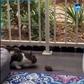 USKUMATU VIDEO | Ei mingit murdmist: terrassile tunginud arglik hiir sõbruneb kassiga
