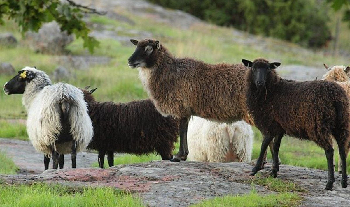 Ahvenamaa lambad.