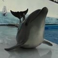 VIDEO: Kui delfiin arvab, et ta on hüljes