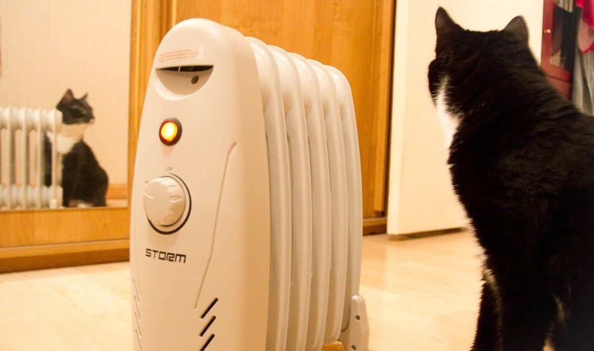 Kui toas on külm, tunneb kass ilmeksimatult ära kõige soojema koha ruumis.