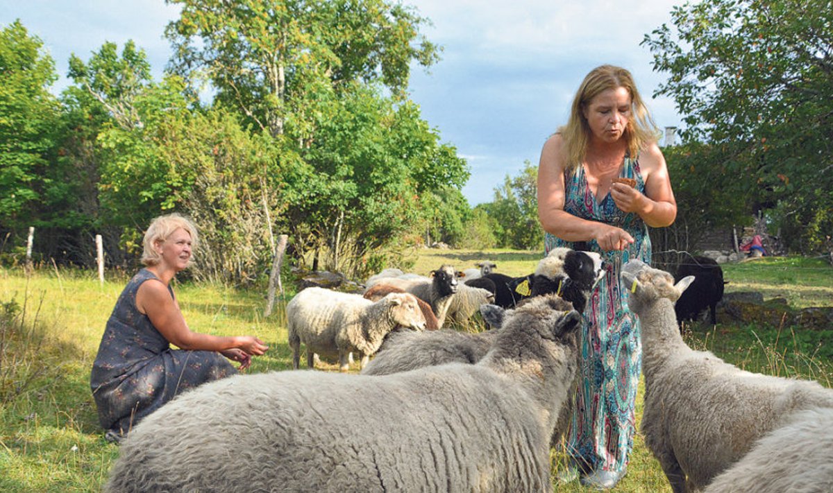 Katrin Põld (paremal) ja Kadri Tali ütlevad, et lammastega tegelemine on olnud pidev õppimine, kuid midagi ülejõukäivat pole kolhoosis ette tulnud. Ühiselt saab takistustest kergemini üle ja rõõmud on suuremad.