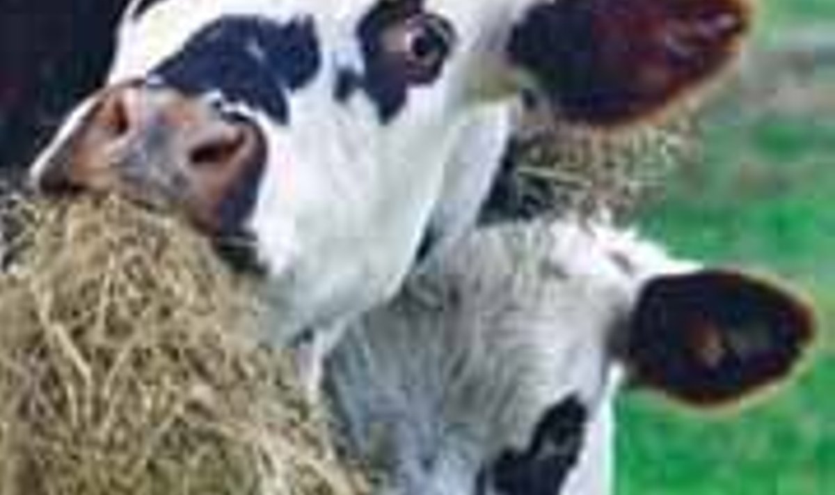 Pihkva oblasti piimatootja võtab kasutusele Austraaliast imporditava 3600pealise lehmakarja.
