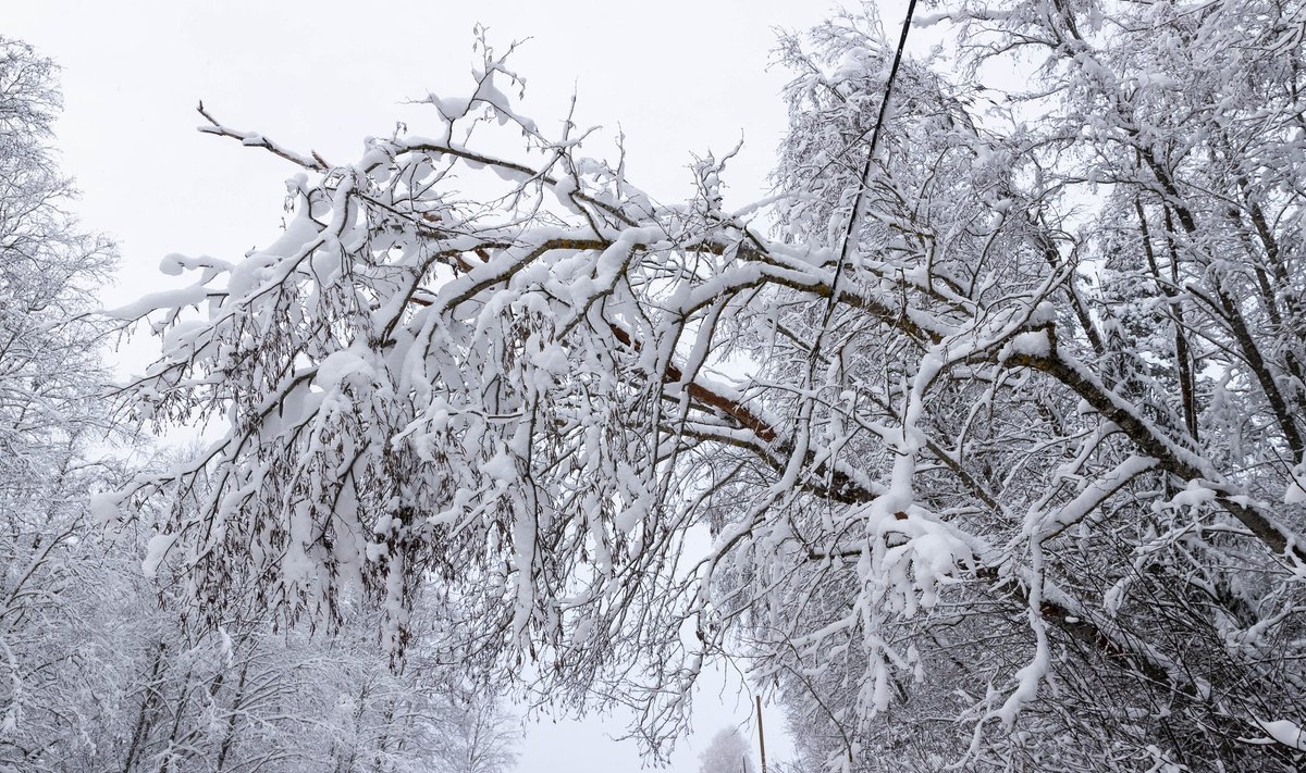 Lumi ja puud elektriliinidel. Pilt illustreerib. 