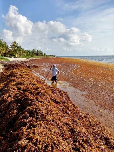 Pruunvetikad tekitavad probleeme randades, kus need kõdunema hakkavad ning seega turiste peletavad. Konkreetne foto on tehtud Cancunis 2015. aastal.