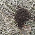 MAALEHE ARHIIVIST | Sipelgate varakevadise päikesevanni ajal ilmub maapinnale ka saladuslik kuninganna